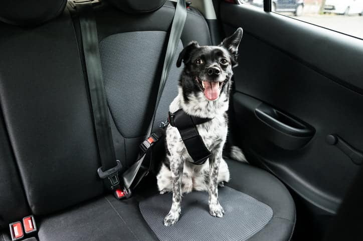 Cum să îndepărtezi blana de animale de pe scaunele auto?